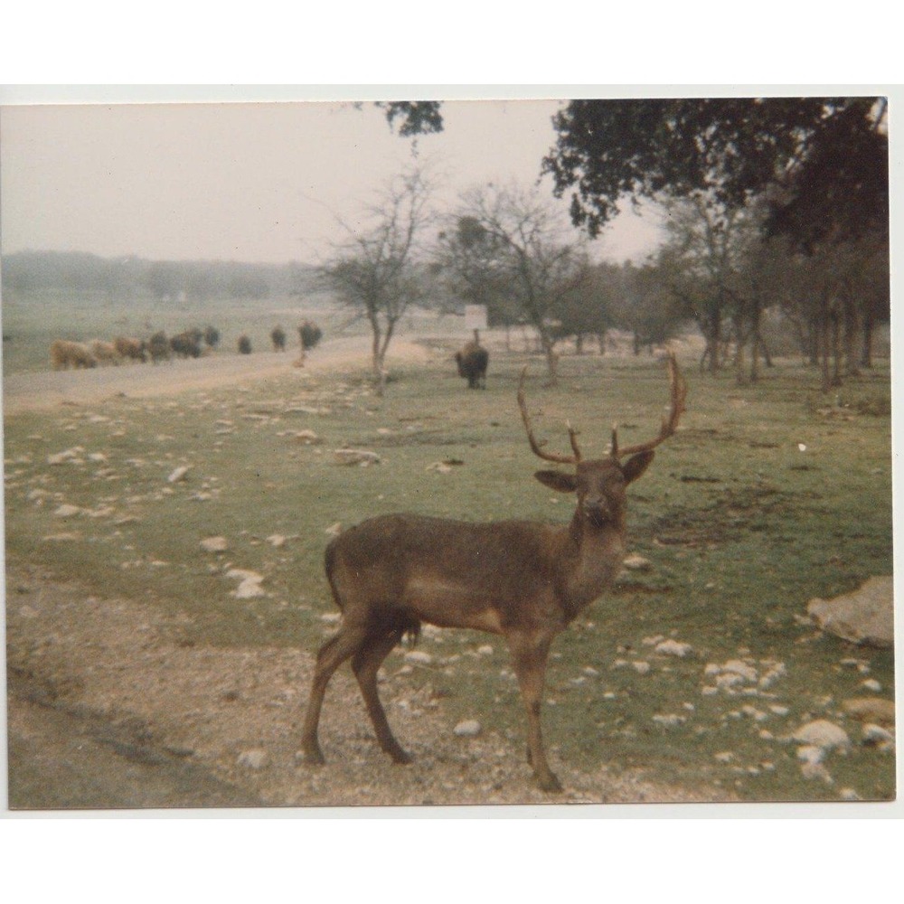 Clifton TX Animal Park Buck Antlers Bison Wildlife Vtg Photo 4.5x3.6